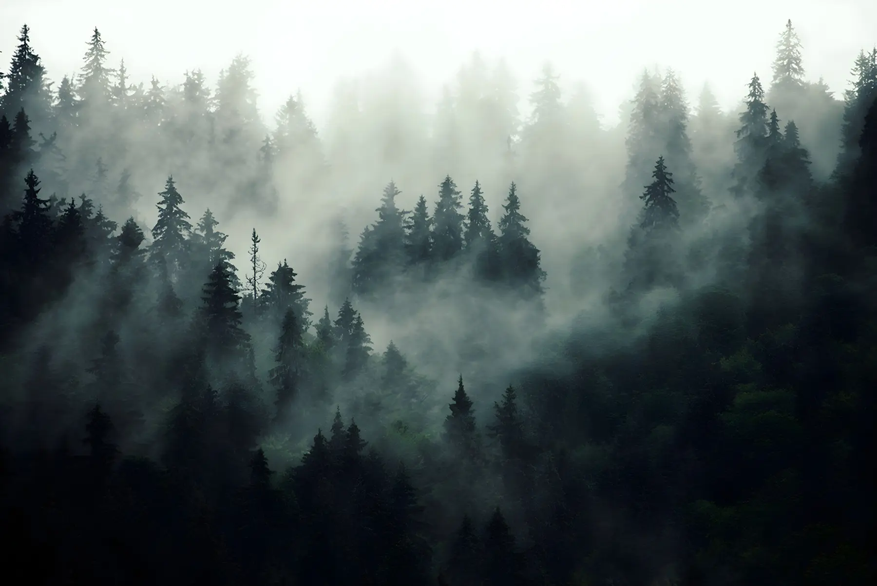 murales de pared Mañana brumosa, bosque u36439