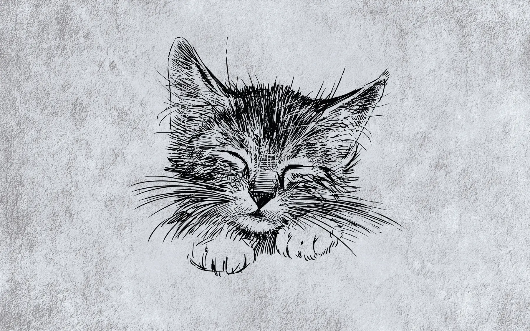 murales de pared Gato, felidae de carnívoros u43536