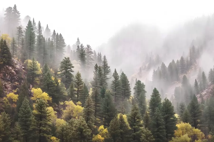 murales de pared Bosque de pinos brumoso y evocador en las montañas w09463