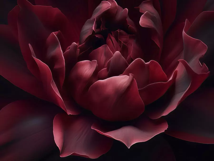 murales de pared Susurro de pétalos w05040v1